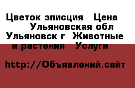 Цветок эписция › Цена ­ 100 - Ульяновская обл., Ульяновск г. Животные и растения » Услуги   